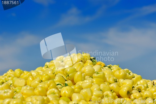 Image of fresh organic food peppers