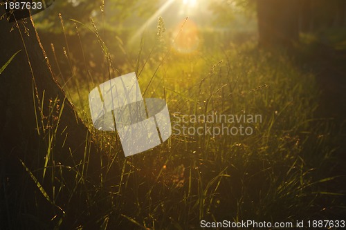 Image of sunrise in beautiful alley 