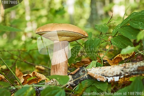 Image of Cep mushroom, Latin name: Boletus edulis