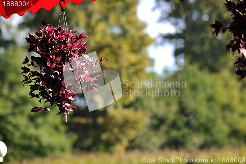 Image of colorful balcony with flowers