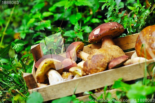 Image of fresh mushroom food outdoor in nature