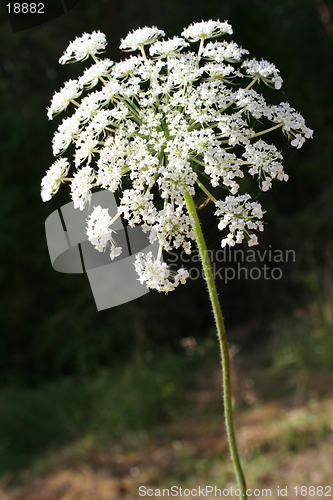 Image of Fragile