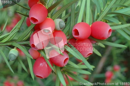 Image of Yew-tree berries