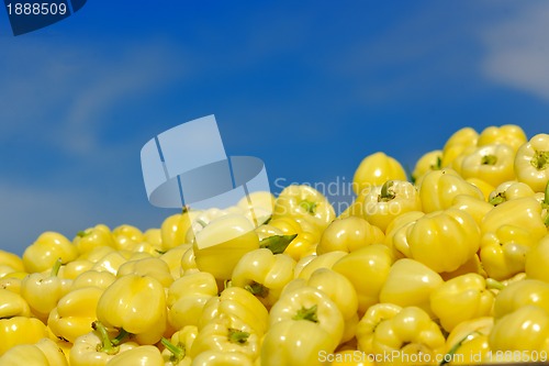 Image of fresh organic food peppers