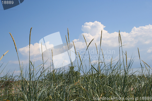 Image of Seagrass