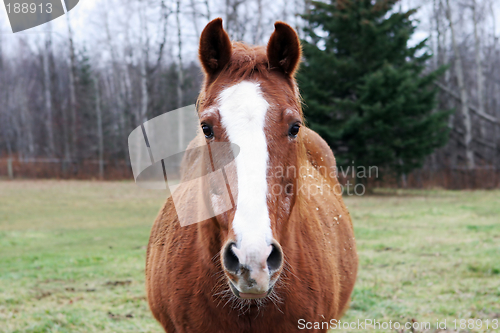 Image of Brown horse