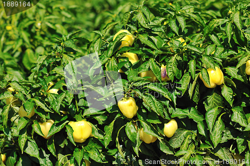 Image of fresh organic food peppers