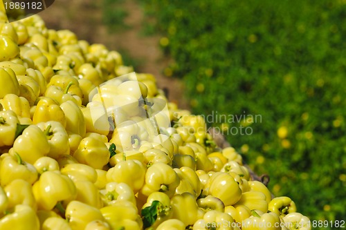 Image of fresh organic food peppers