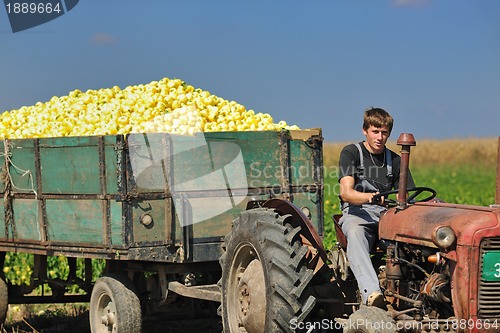 Image of agriculture worker with fresh vegetables