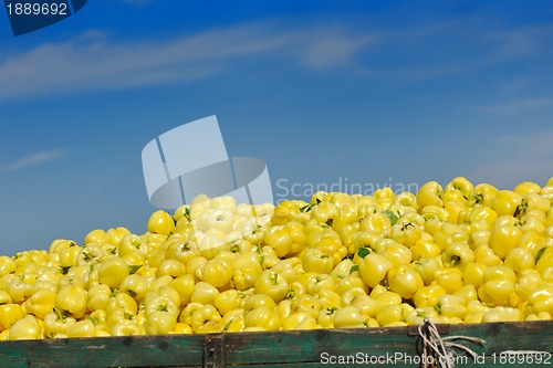 Image of fresh organic food peppers