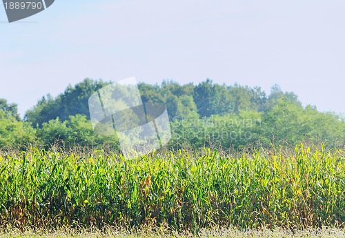 Image of countrysice nature landscape