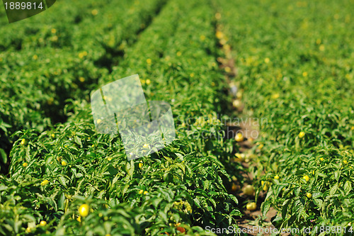 Image of fresh organic food peppers