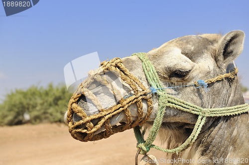 Image of camel