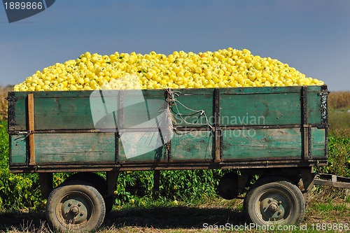 Image of fresh organic food peppers