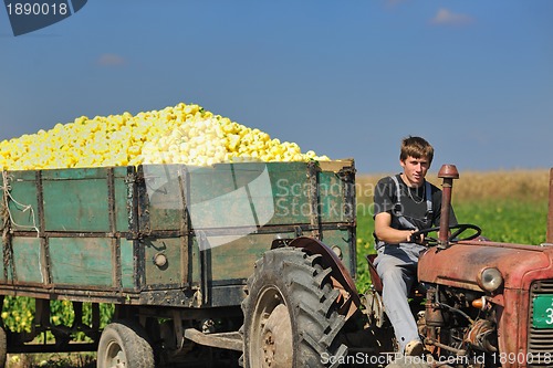 Image of agriculture worker with fresh vegetables