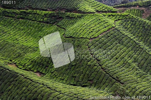 Image of Tea Plantation