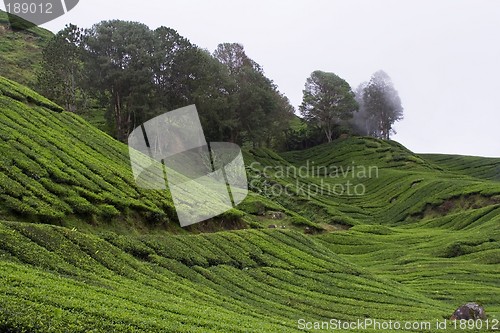 Image of Tea Plantation