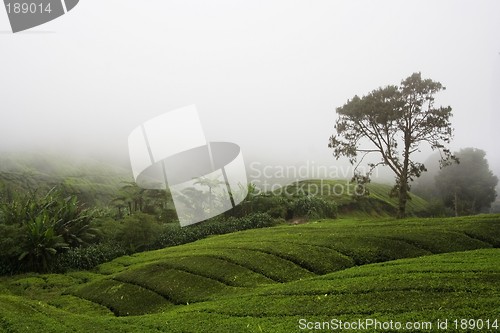 Image of Tea Plantation