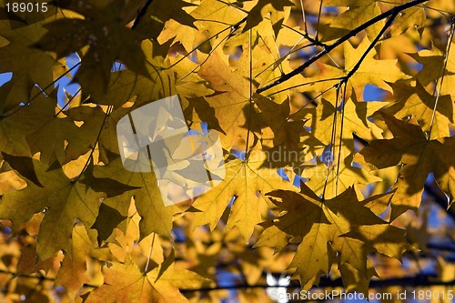 Image of Maple Leaf