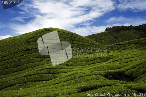 Image of Tea Plantation