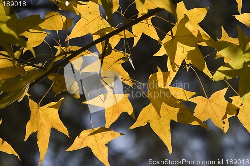 Image of Maple Leaf