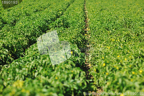 Image of fresh organic food peppers