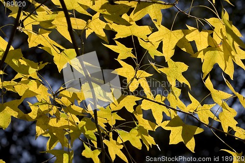 Image of Maple Leaf