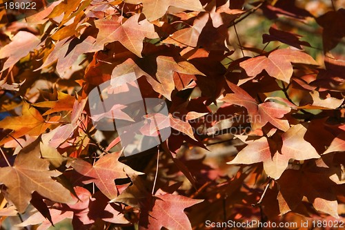 Image of Maple Leaf