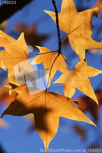 Image of Maple Leaf