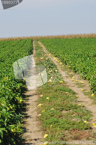 Image of fresh organic food peppers