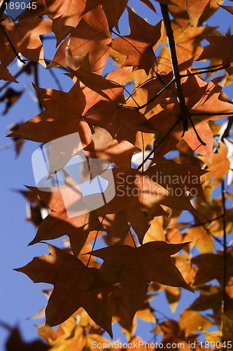 Image of Maple Leaf