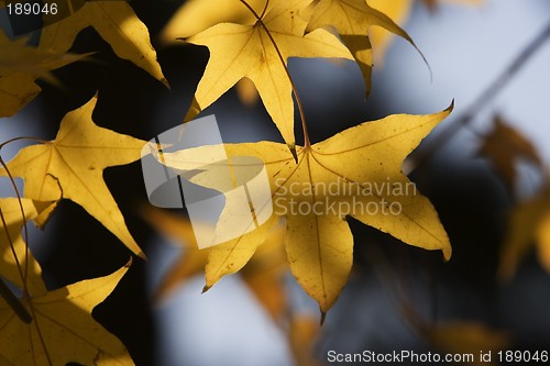 Image of Maple Leaf