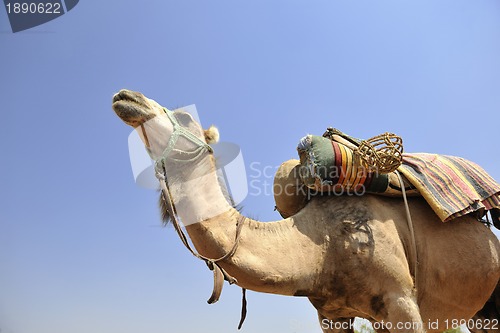 Image of camel