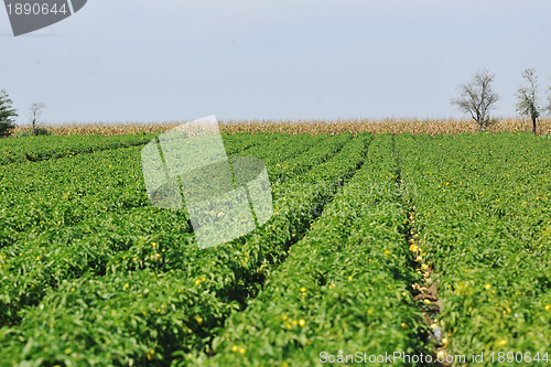 Image of fresh organic food peppers