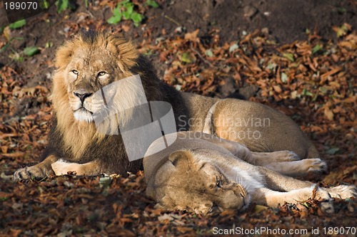 Image of Lions