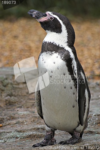 Image of Penguin