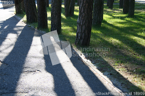 Image of Pine trees