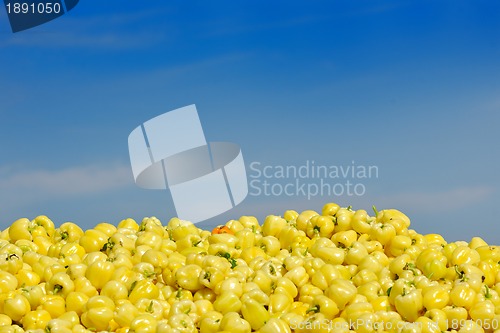 Image of fresh organic food peppers