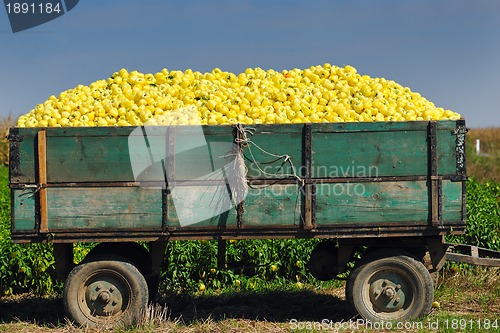 Image of fresh organic food peppers