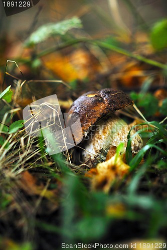 Image of fresh mushroom food outdoor in nature