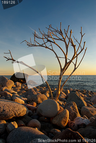 Image of A dry twig