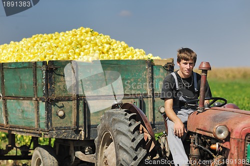 Image of agriculture worker with fresh vegetables