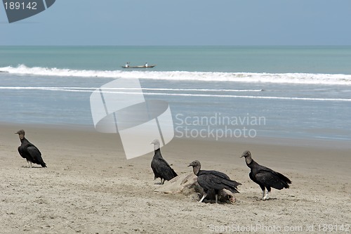 Image of carrion-crows eating the dead turtle