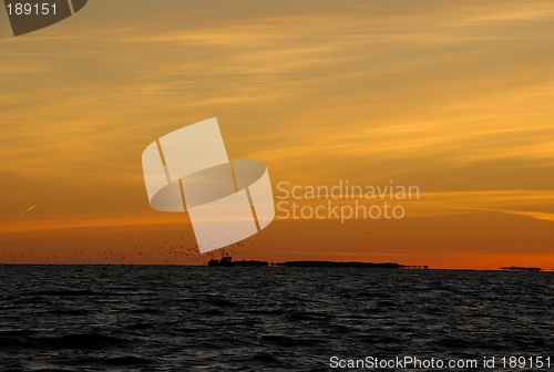 Image of Seagulls chasing boat