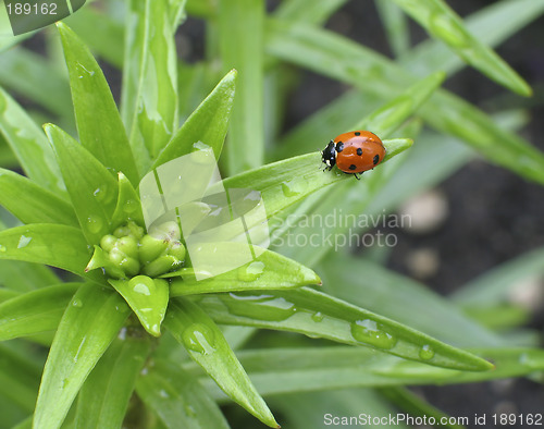 Image of Spring Ladybug