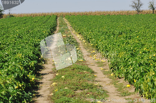 Image of fresh organic food peppers