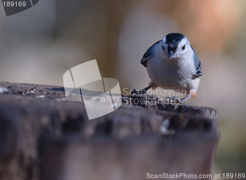 Image of Nuthatch Looking at You with Space for Text