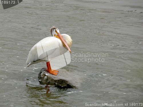 Image of Pelican