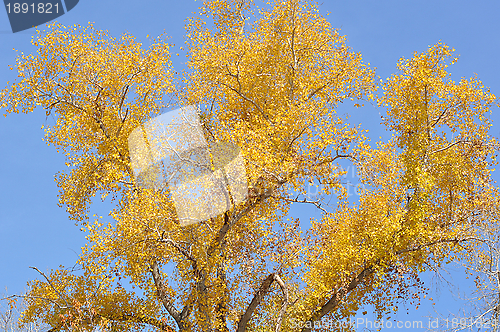 Image of Autumn leaves 