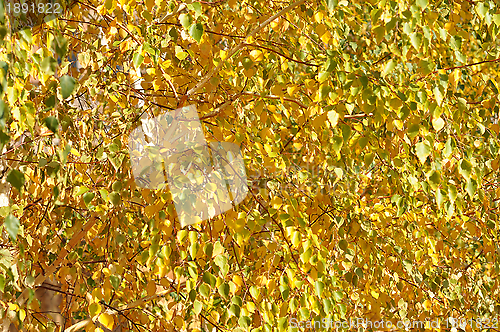 Image of Autumn leaves 